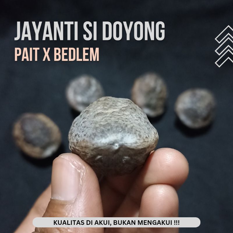 Muncang Adu Jayanti Si Doyong Jenis Pait X Bedlem