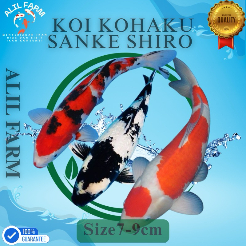 Ikan Koi Kohaku Sanke Shiro Showa Grade A Size 7-9 Cm / Koi Murah Berkualitas Warna Cantik