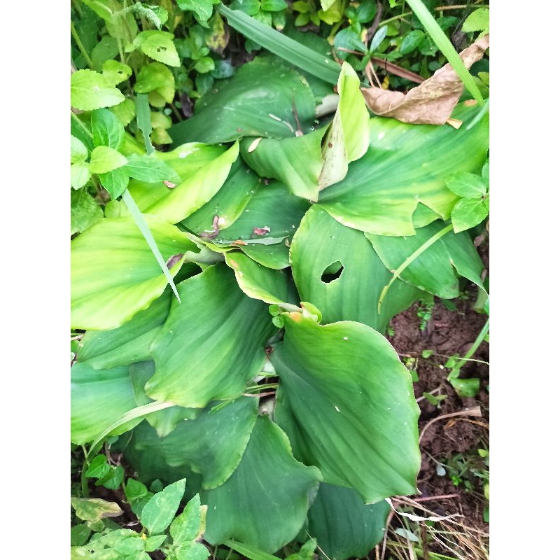 

Daun cikur segar herbal per25 lembar