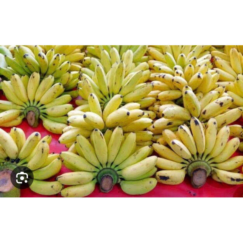 

1 sisir pisang emas isi 14-18 bji / pisang mas