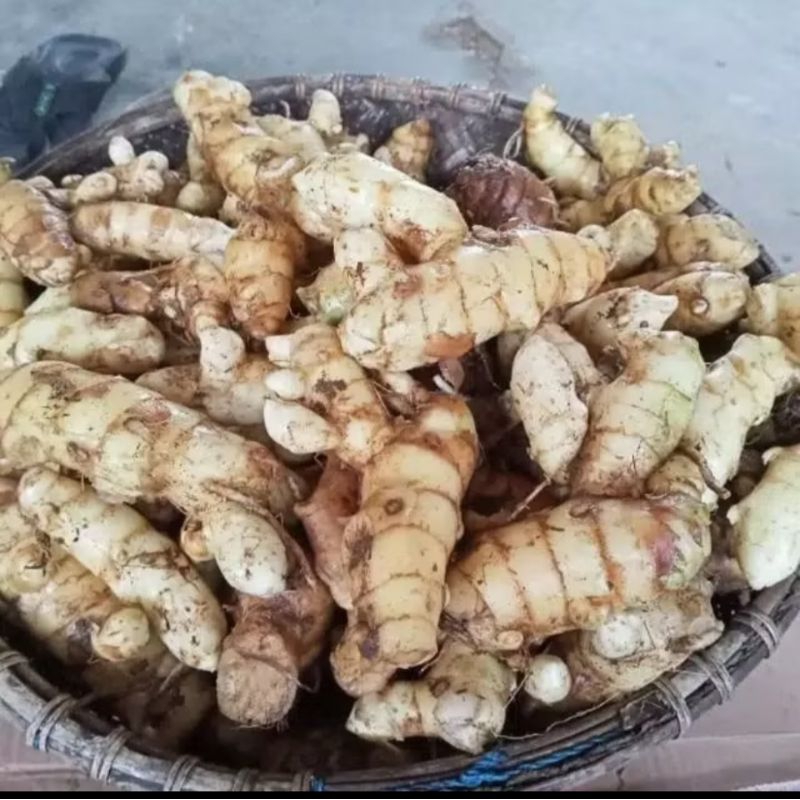 

jual kunyit putih segar bersih 1kg