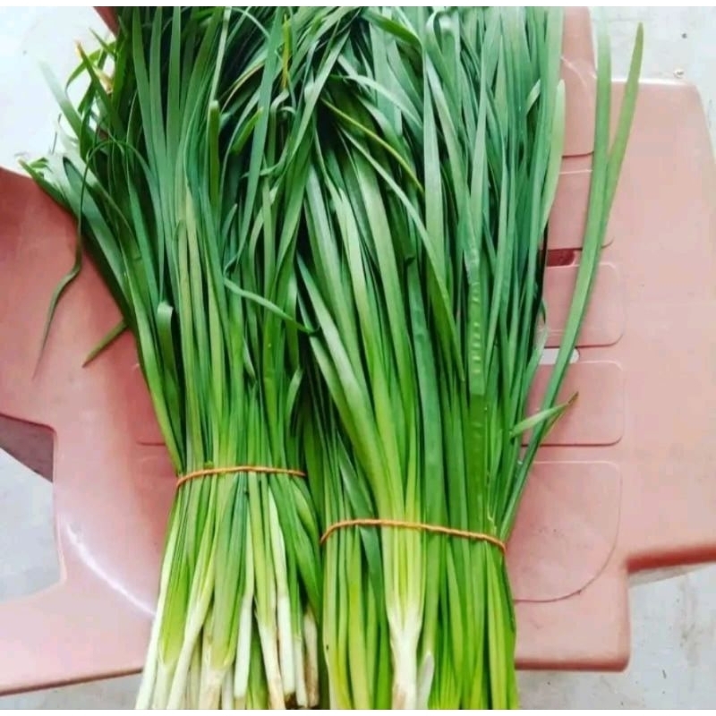 

Daun kucai segar 1 ikat kecil..