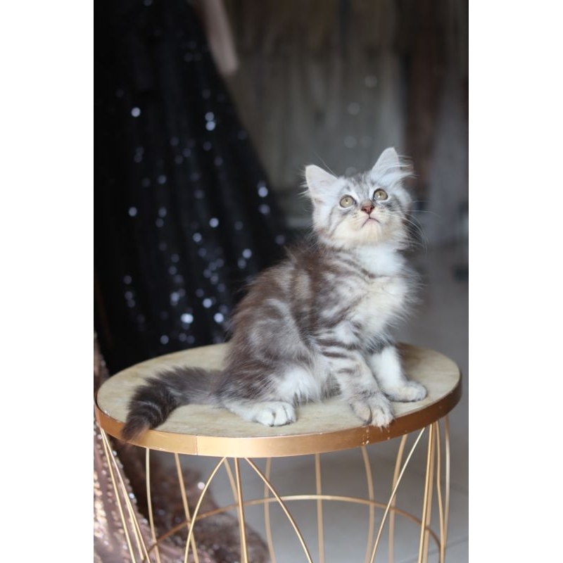 kucing abu jantan lucu