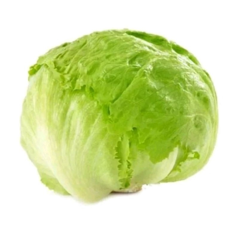 

Head lettuce segar 1 buah...