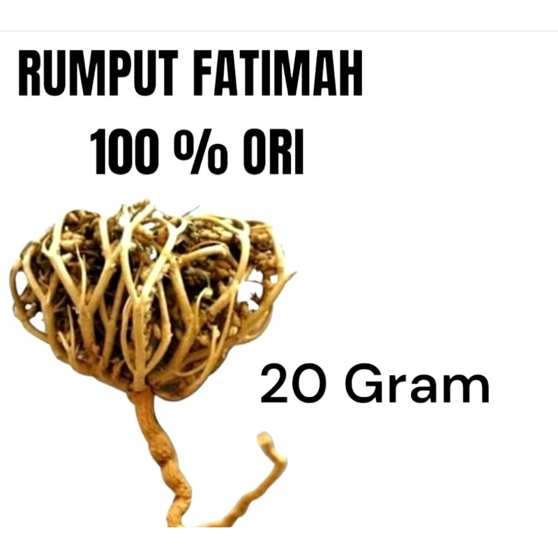 

RUMPUT FATIMA ASLI ARAB MEMBANTU PROSES PERSALINAN
