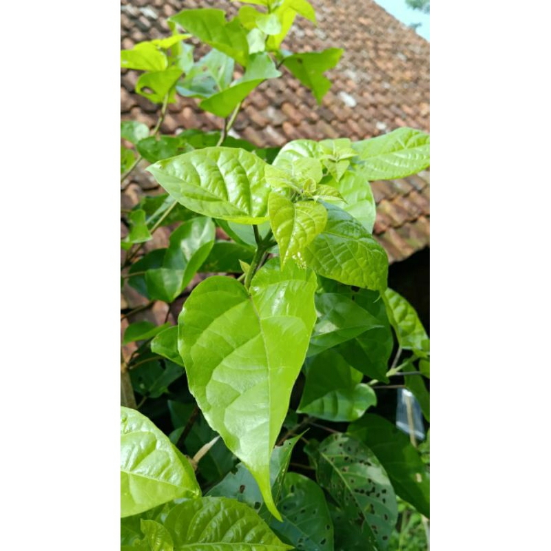 

Daun singkil segar