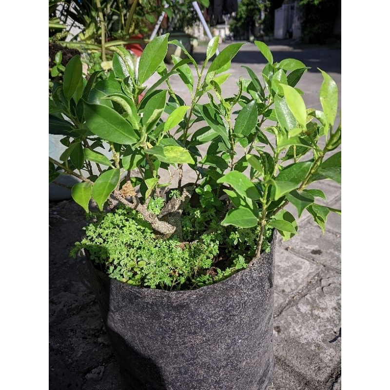 Bonsai Kimeng Mame
