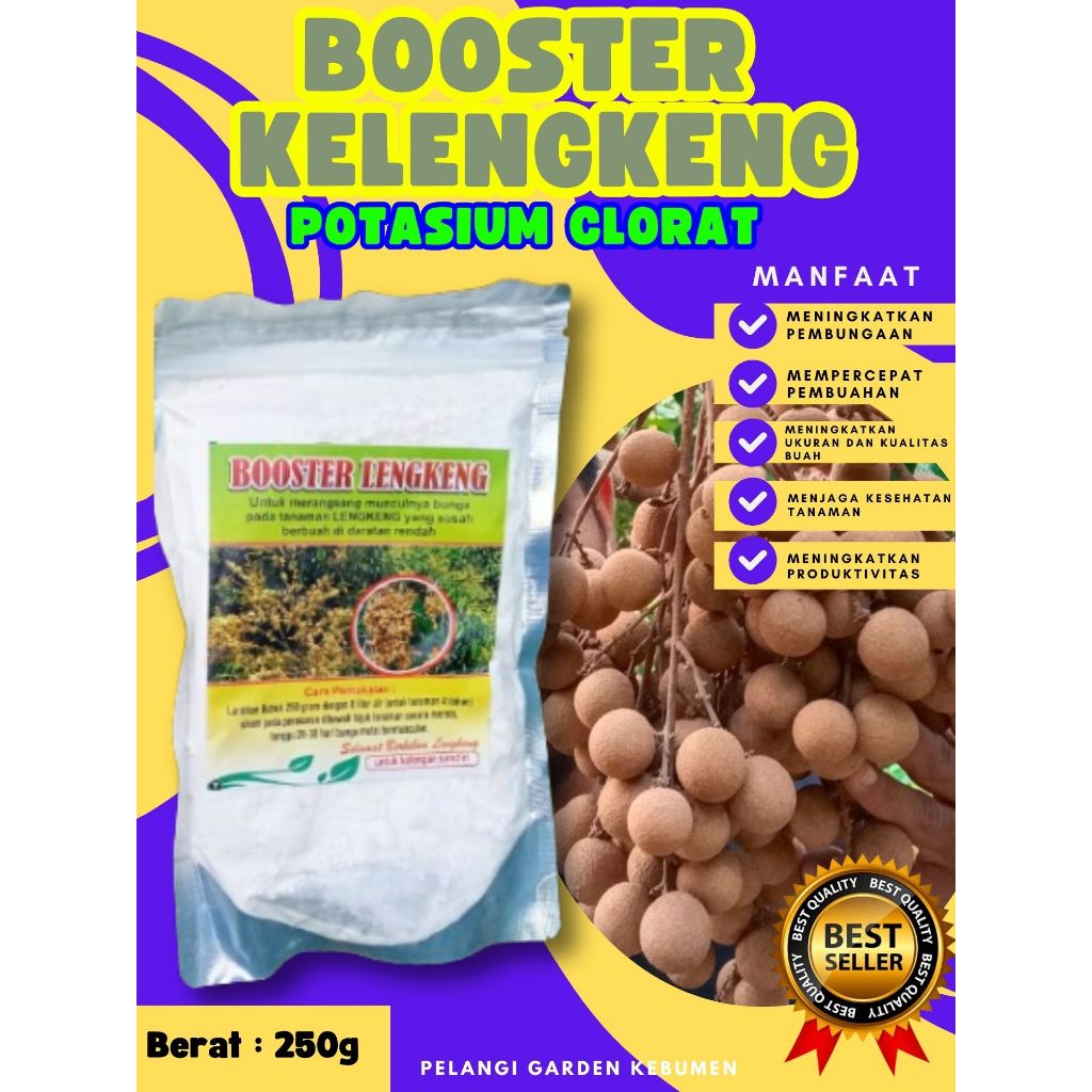DIJAMIN ASLI  Booster Kelengkeng Puangphet, Booster Kelengkeng Pingpong Cangkok, Booster Kelengkeng 