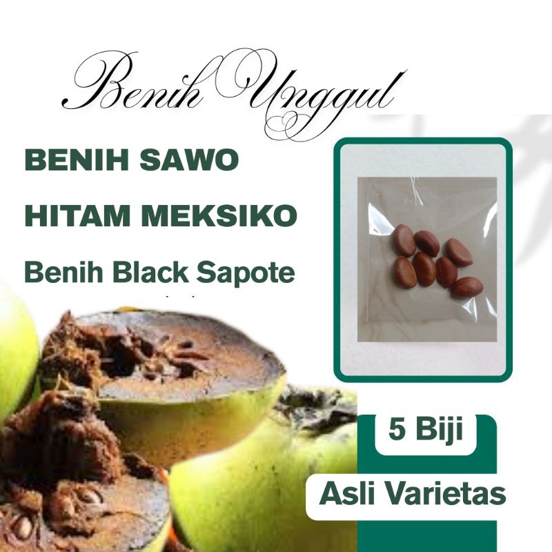 Biji Black Sapote / Benih Black Sapote / Sawo Meksiko / Benih Buah Siap Semai / Sawo Hitam