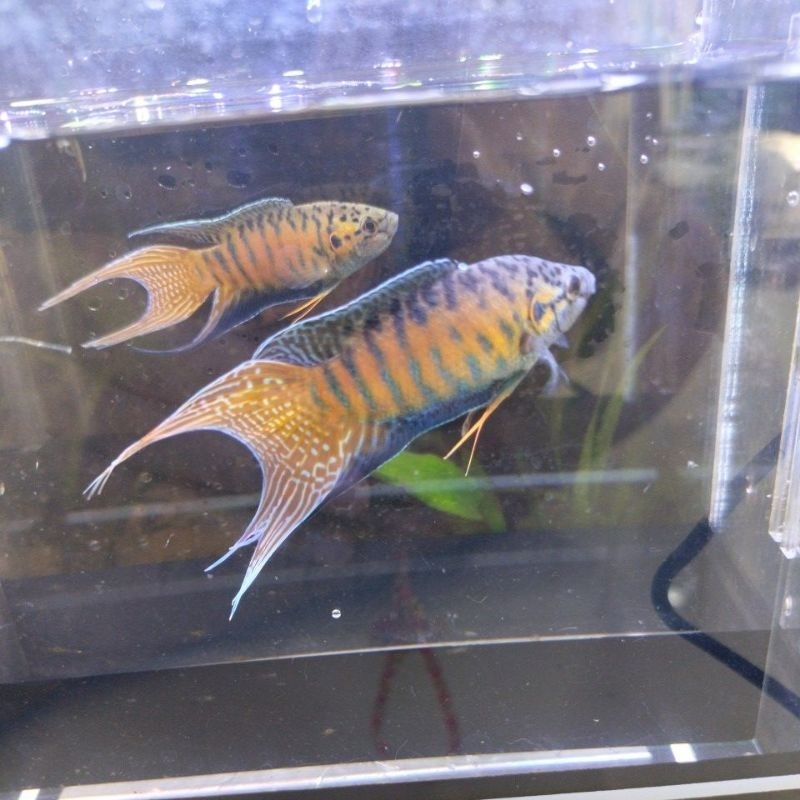 Paradise Fish