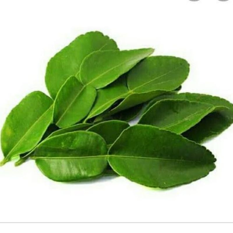 

daun jeruk 50gr