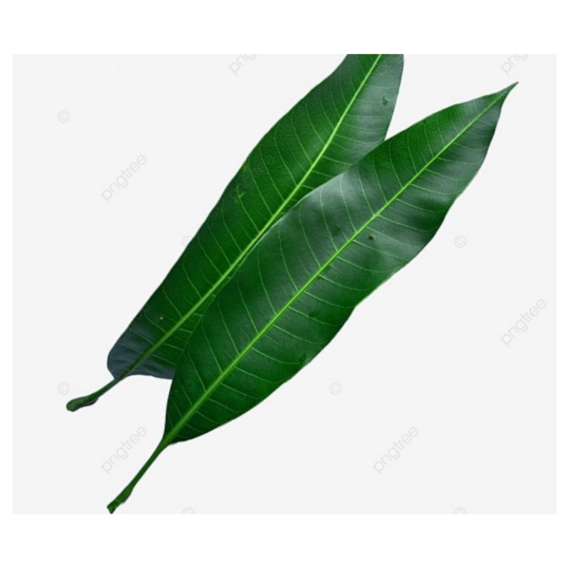 

DAUN POHON MANGGA KHAS KARAWANG