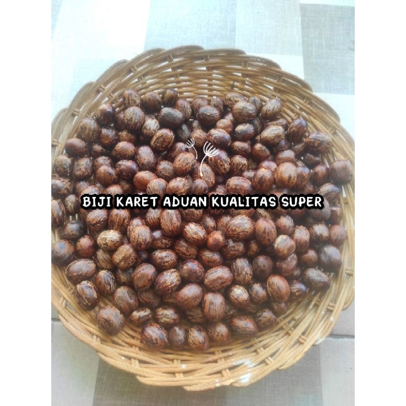 BIJI KARET ADUAN KUALITAS SUPER  ISI 5 BIJI PILIHAN TERBAIK