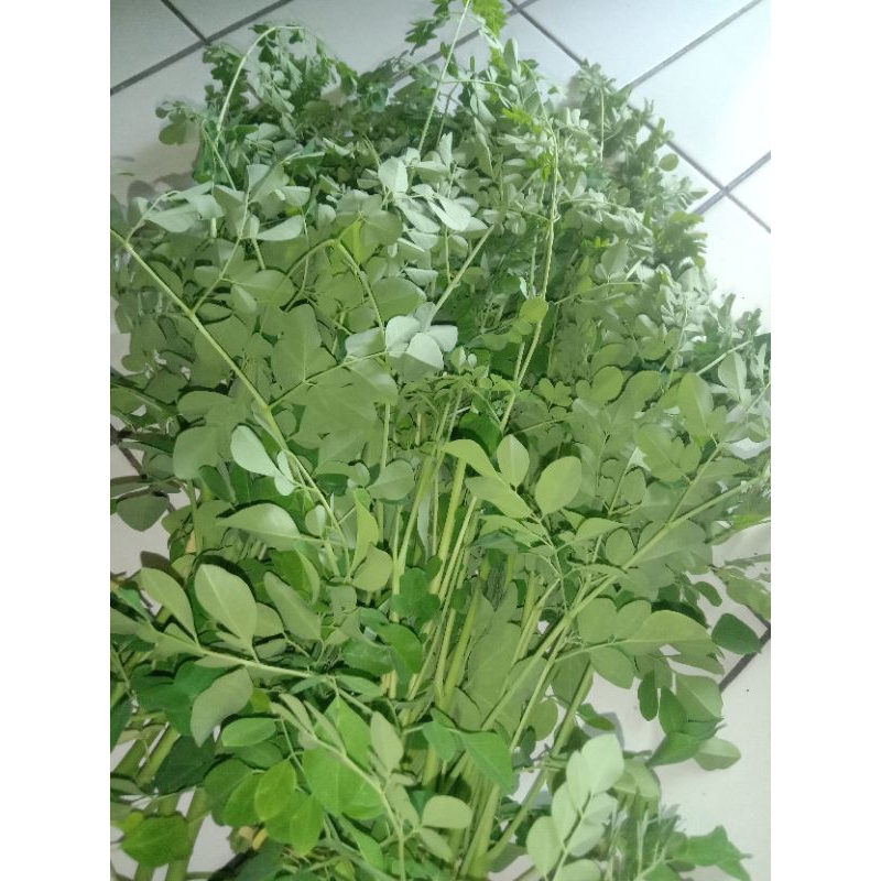 

Daun Kelor Segar dan Kering 100gram
