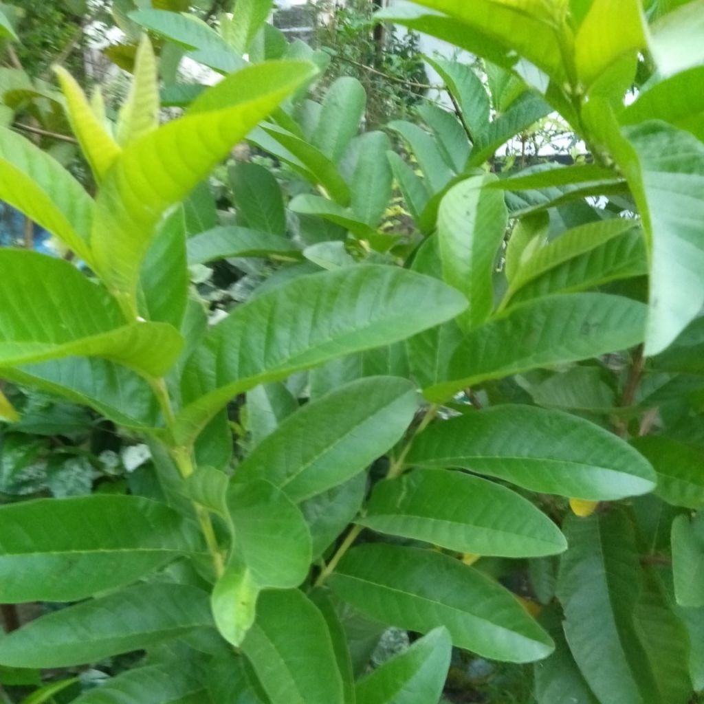 

daun jambu biji segar