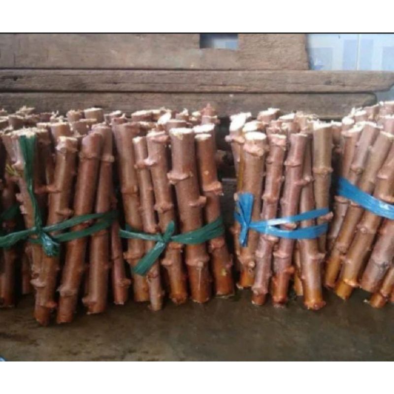 bibit stek singkong mentega/bibit singkong mentega