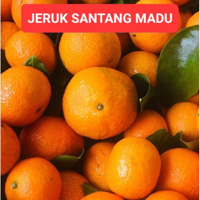 

Jeruk Santang Buah Jeruk Santang 500gram