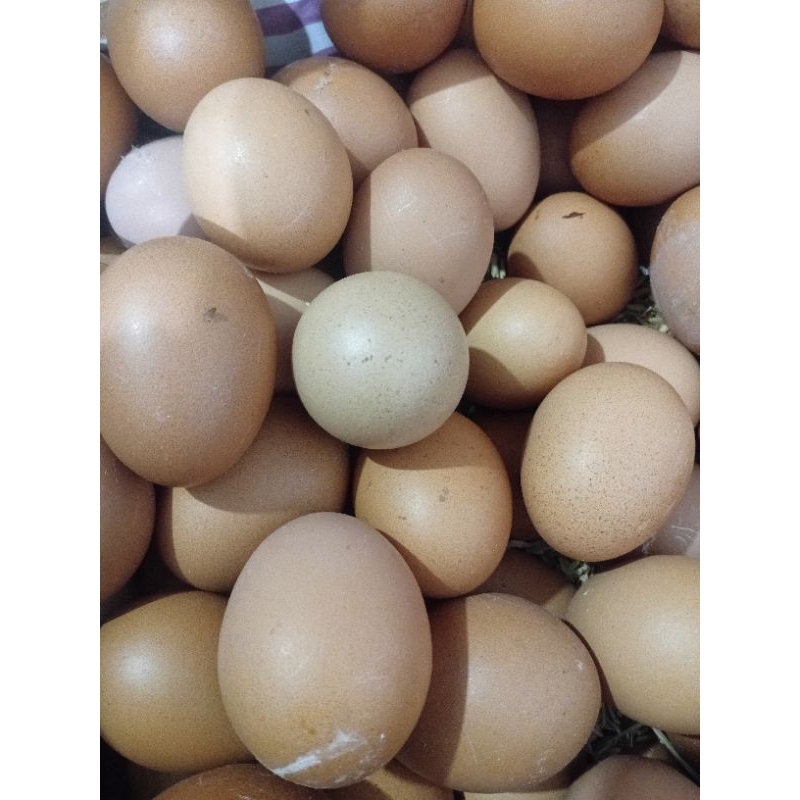 

TELUR AYAM BOILER