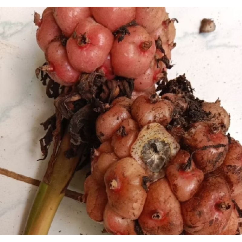 

Promo buah honje segar dijual per buah