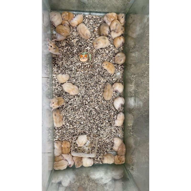 PROMO 2 HAMSTER WINTER WHITE GOLDEN