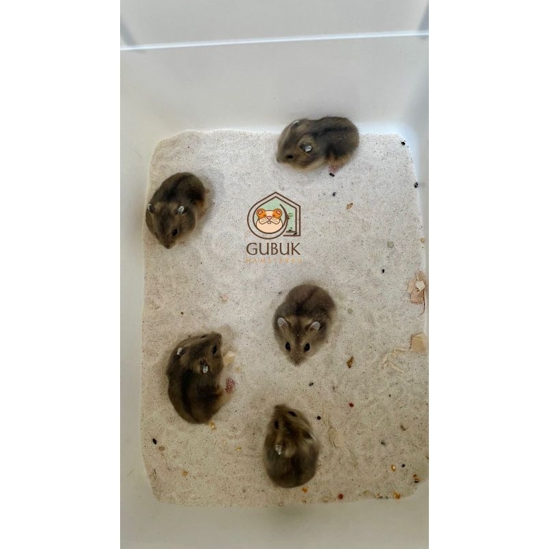 PROMO 2 HAMSTER WINTER WHITE SAPPHIRE