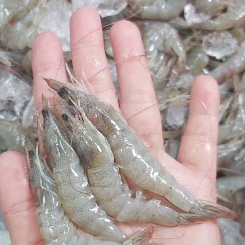 

Udang segar/ udang segar fresh/ udang vaname segar 500gram