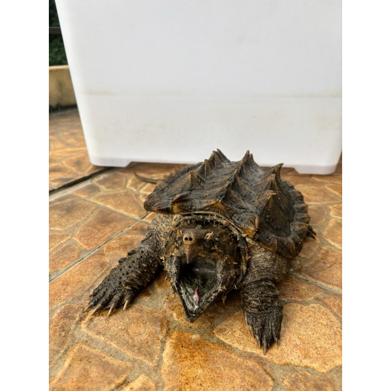 kura AST Aligator Snapping Turtle size 21cm up