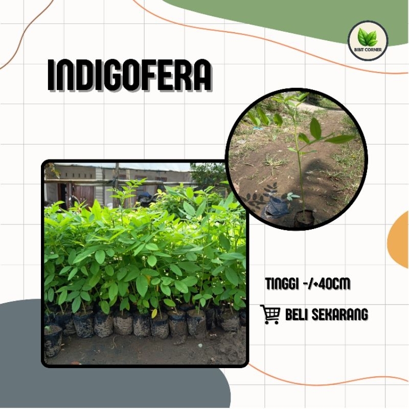 Bibit Indigofera Pakan Ternak