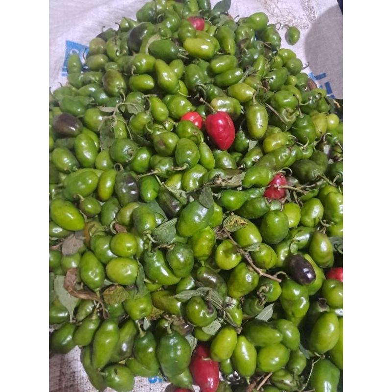 

Cabe Gendot Dieng Organik Ukuran Kecil 1kg
