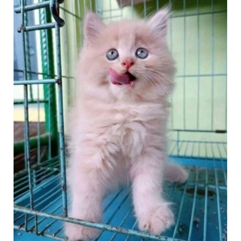 BULU CREAM) KUCING KITTEN PERSIA MEDIUM ANGGORA KUCING JANTAN BETINA HIMALAYA FLATNOSE PEAKNOSE BULU