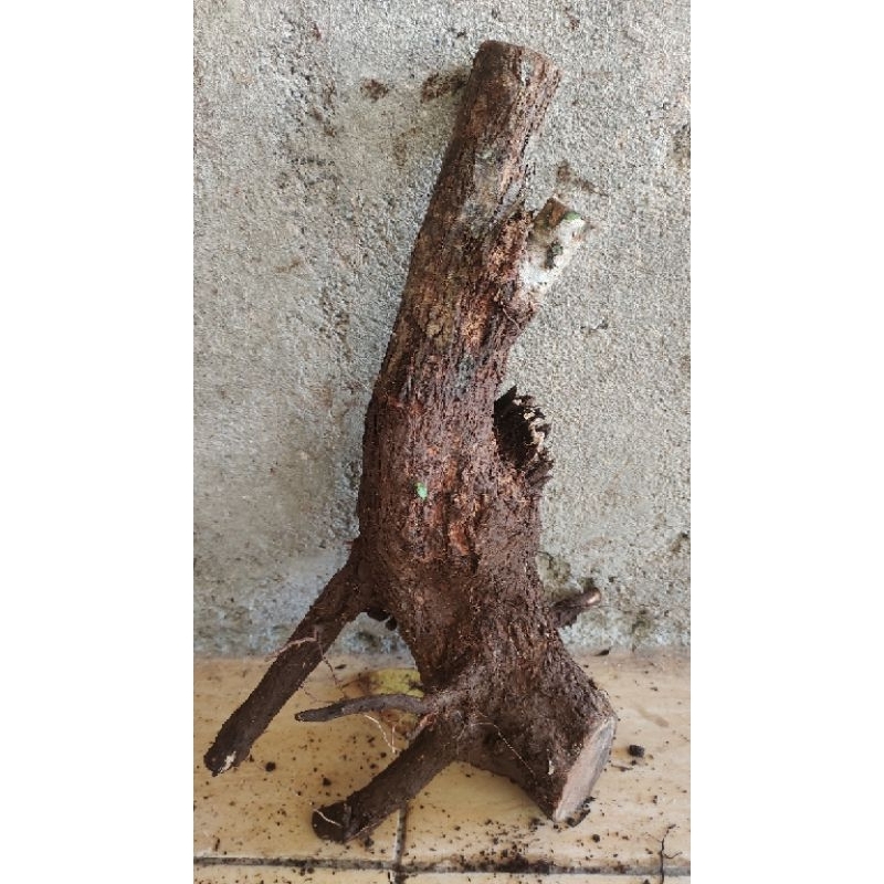bahan bonsai dongkelan gulgum gulo gumantong realpic sesuai gambar