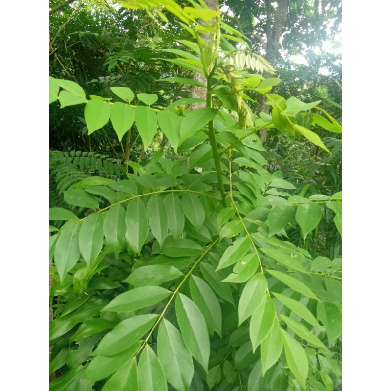 

Daun Gamal segar atow di sebut Dadap cangkring 1 kg