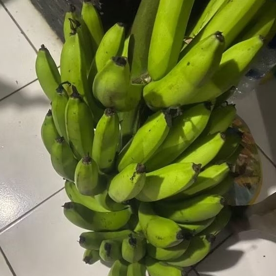 

Buah Pisang Mentah GY Hijau Pisang Bangkaulu