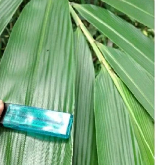 

Daun bambu bhn backang pres dan segar 100 lmbar