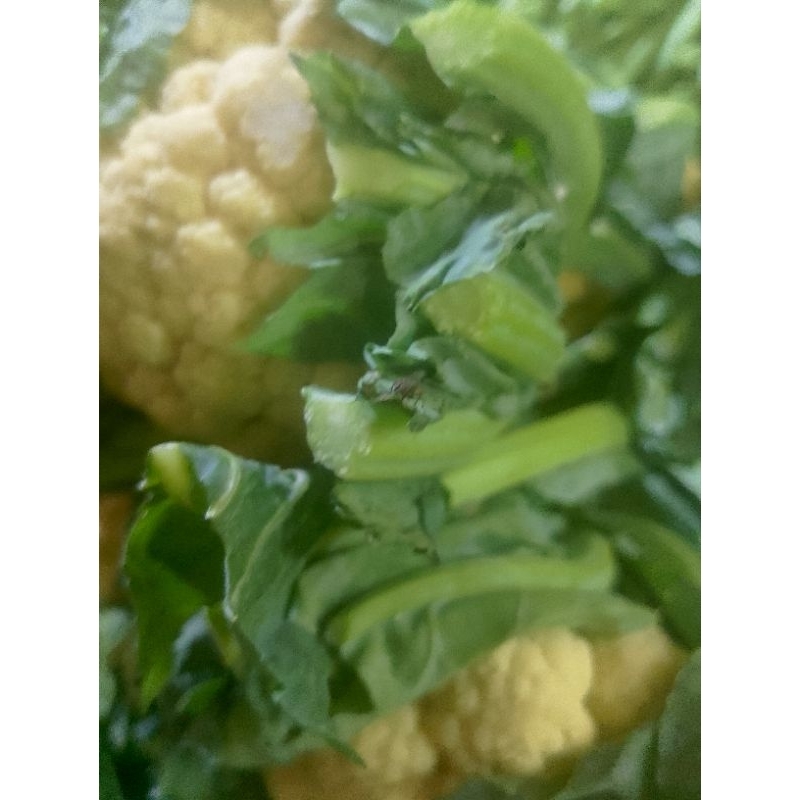 

Kembang kol sayur segar -Sayuran segar