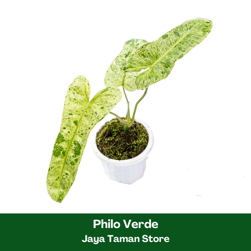 Philo verde Tanaman Hias Philodendron Paraiso Verde