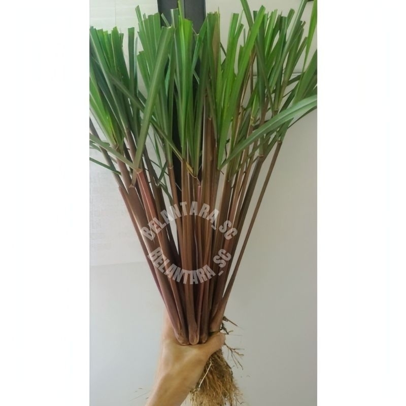 

SEREH WANGI SEGAR 1KG BISA BIBIT SERAI MERAH LANANG HERBAL BERKHASIAT