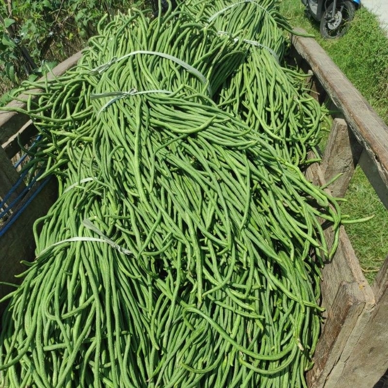 

Kacang sayur/kacang panjang 2kg