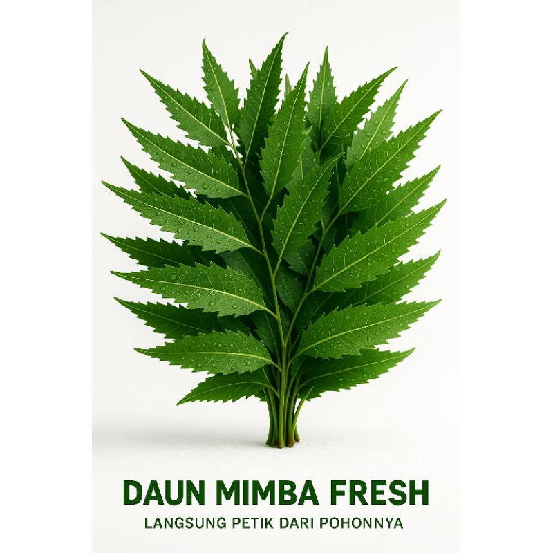 

Daun Mimba / Mindi Fresh Atau Segar