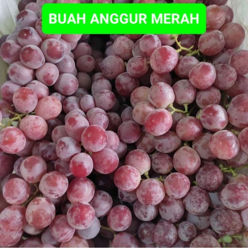 

Anggur Buah Anggur Buah Anggur Buah Laskar Buah Laskar Buah Laskar Buah