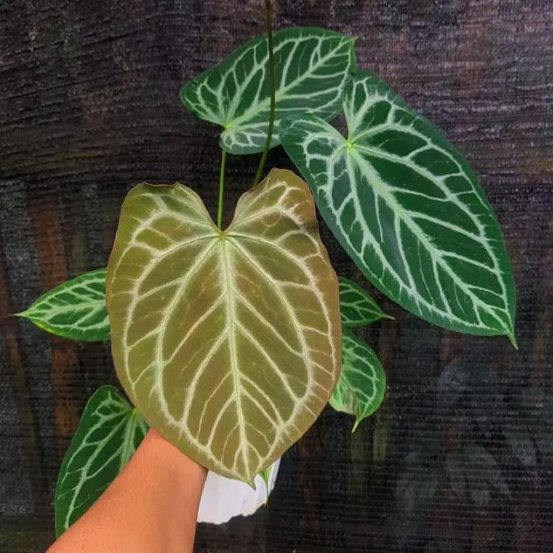 tanaman antorium kuping gajah 1 paket isi 4indukan