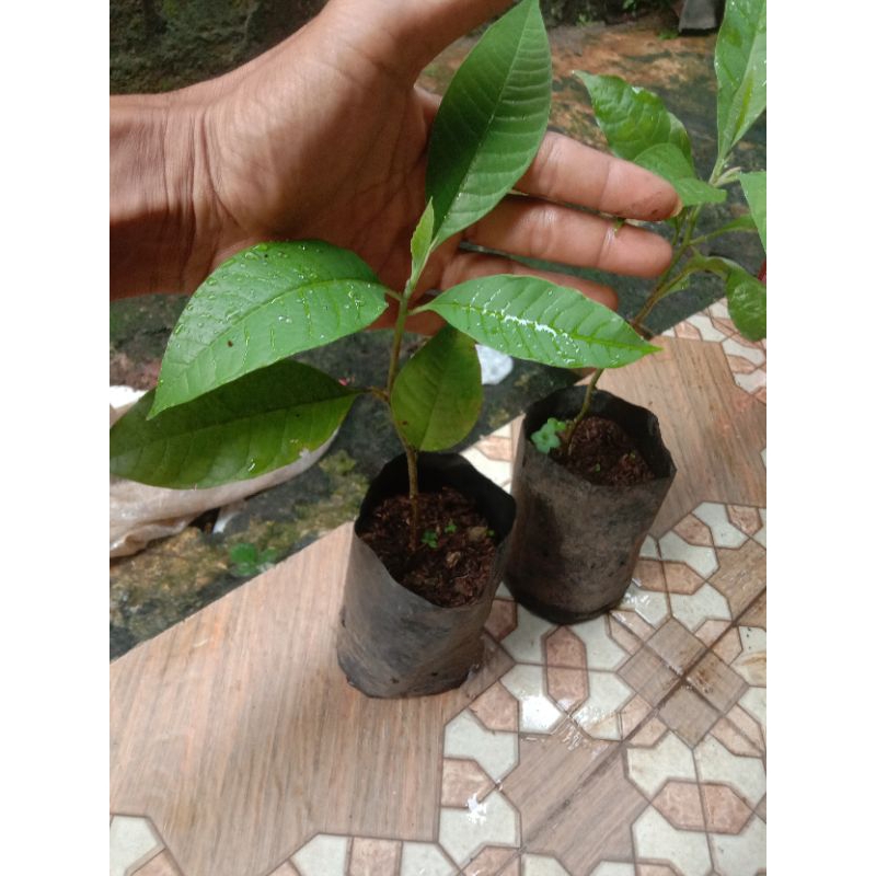 tanaman hias kembang kantil putih pohon kembang kantil