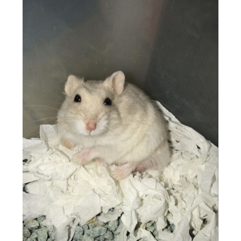 hamster Winter White Gembul Jinak by daffa_petshop