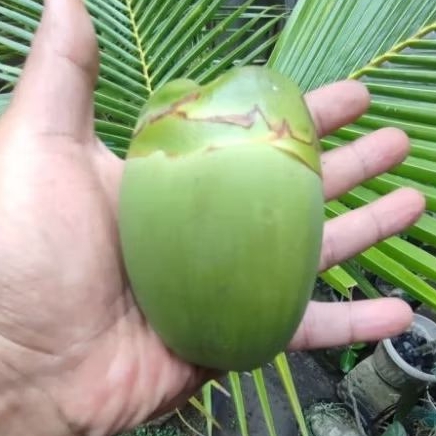 

Beluluk Jumbo kelapa Segar Tembuluk Beluruk Cengkir Obat Diabetes