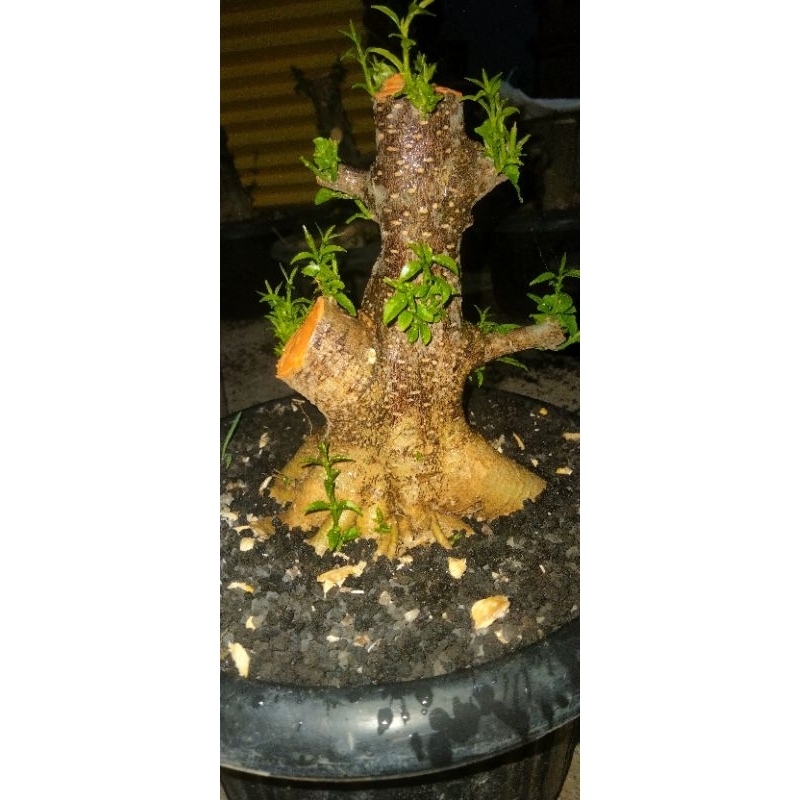 bahan bonsai anting putri program akar