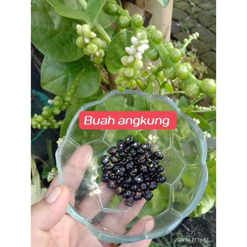 Buah angkung segar alami obat stroke alami