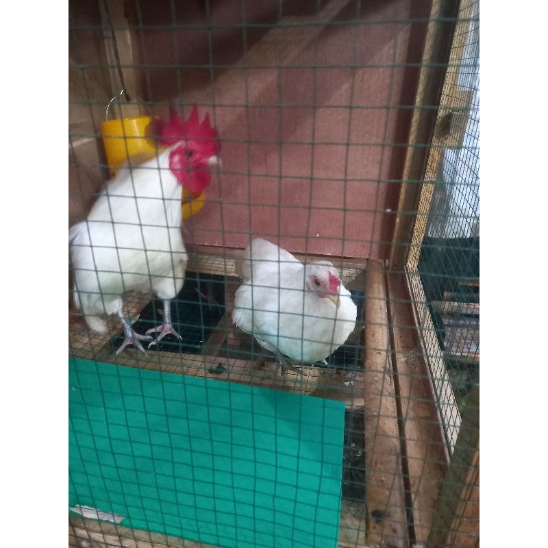 Ayam Kate_Ayam Hias (Pasangan)