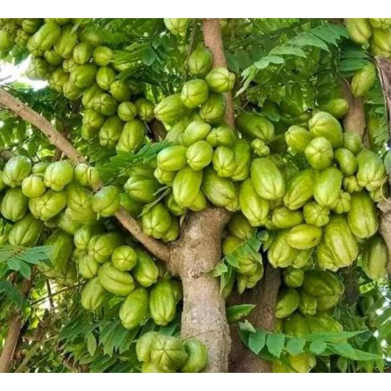 

Belimbing Wuluh 250gr