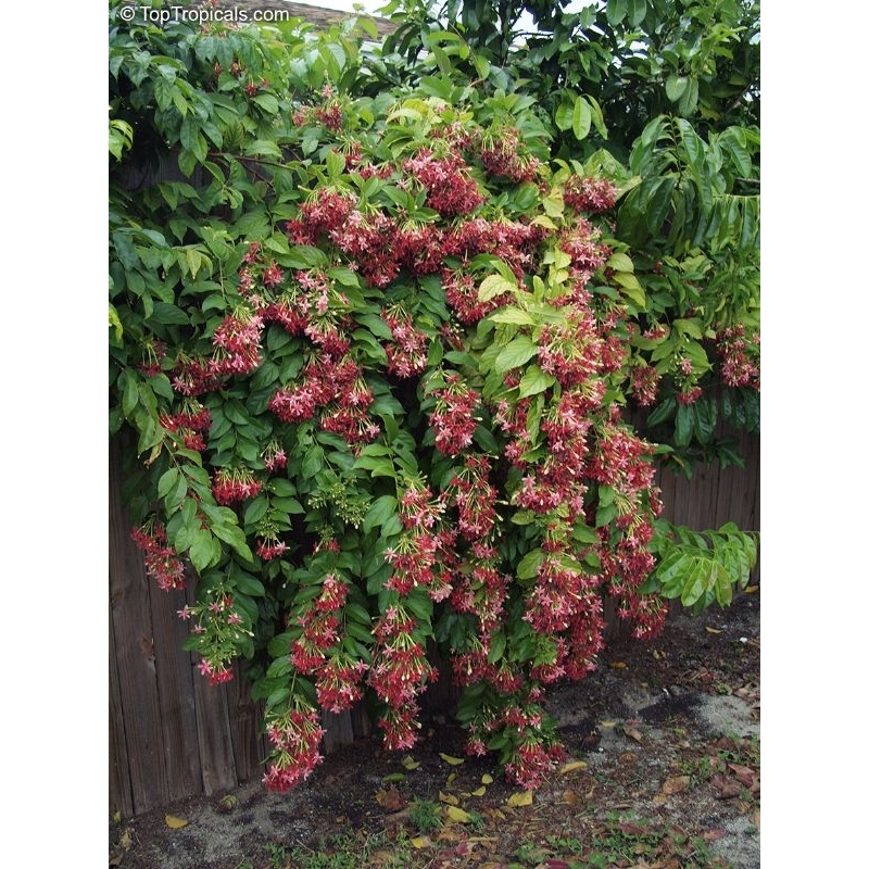 Promo COD tanaman hias rambat bunga melati belanda wangi - melati Belanda wangi - bunga melati wangi