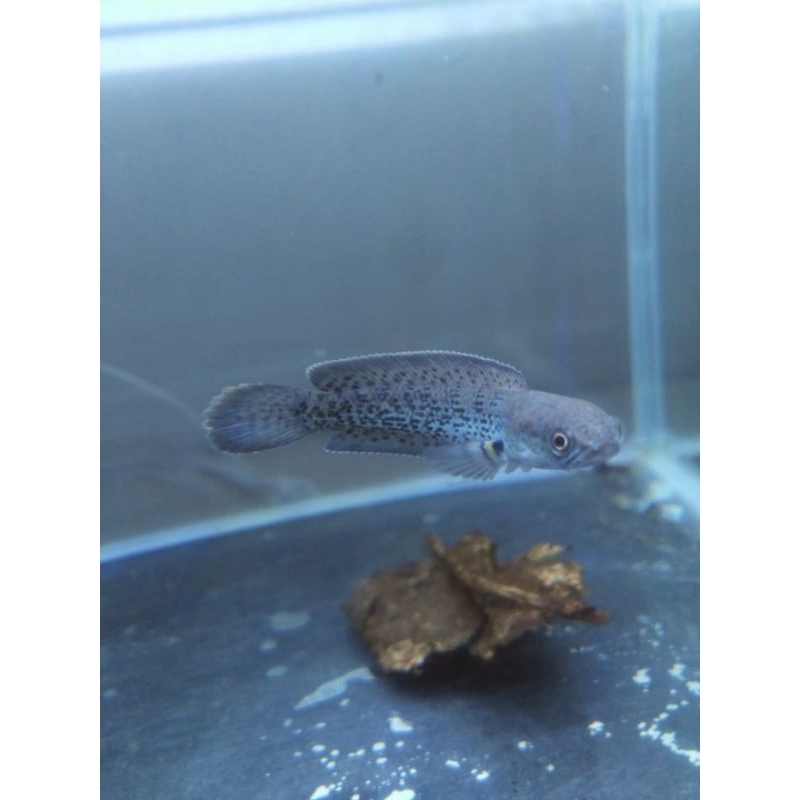 channa stewarti seize 7 cm,